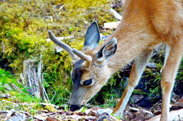 Sitka black-tailed deer at the old Rose Harbour Whaling Station in Gwaii Haanas National Park, Haida Gwaii, BC, Canada. Wild deer are a prominent feature among this former whaling station remains.