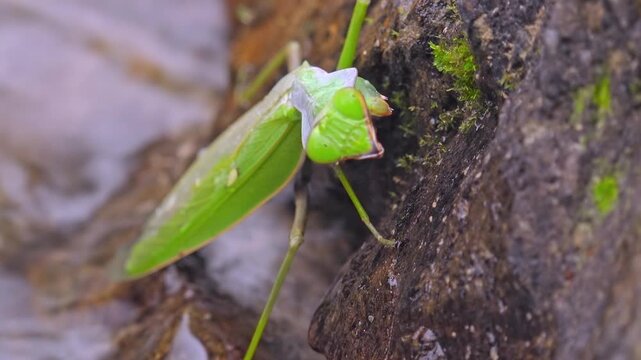 Extreme close-up of large green Praying Mantis sitting on mossy boulder lying on riverbank near splashing water of river. Head of carnivorous insect in details. Ambush predator concept. Still camera.