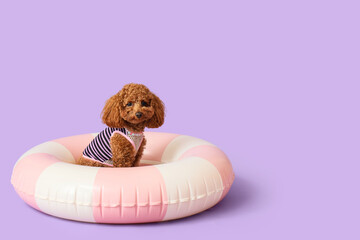 Cute Toy Poodle dog with inflatable ring on lilac background