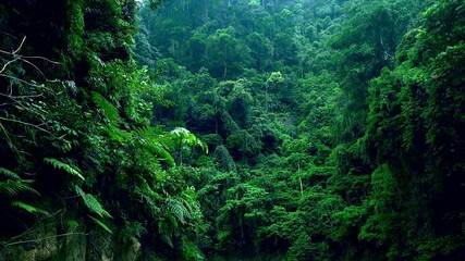 Bushy vegetation of shady woods. Dense thicket of exotic green plants growing on hillside. Mysterious tropical rainforest full of shrubs, ferns and trees. North Sumatra, Indonesia.
