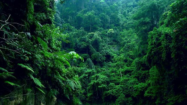 Bushy vegetation of shady woods. Dense thicket of exotic green plants growing on hillside. Mysterious tropical rainforest full of shrubs, ferns and trees. North Sumatra, Indonesia.