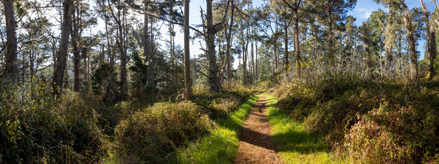 Panoramic View of a Shaded and Winding Hiking Trail in Point Reyes