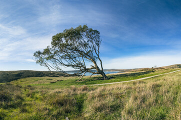 Majestic Lone Tree Stands Guard Beside a Hiking Trail in Point Reyes