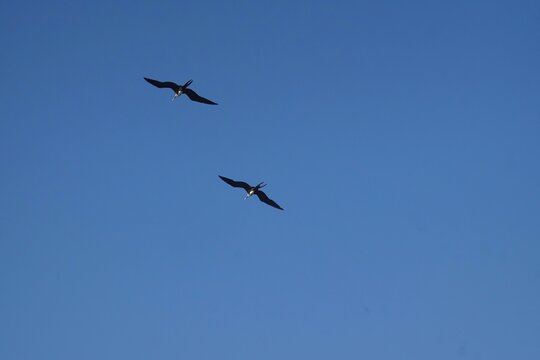 Frigate bird soaring