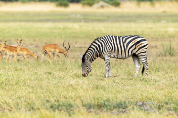 Burchell's zebra grazing on a dry grassland with some Impalas in the background in Moremi Game Reserve, Botswana