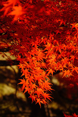 上田城跡公園の紅葉