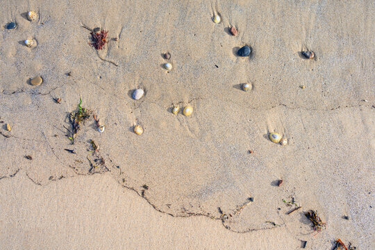 Wet sandy beach with limpet shells and small rock pebbles, as a nature background
