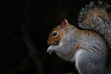 Grey Squirrel, Sciurus carolinensis, feeding on the woodland floor at Clara Vale nature reserve, December 2025