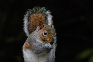 Grey Squirrel, Sciurus carolinensis, feeding on the woodland floor at Clara Vale nature reserve,...