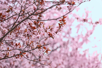 Beautiful blossoming tree branches outdoors