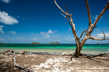 Tropical turquoise Hermitage seascape of Carriacou framed by a tangle of dead sea grape tree roots and branches