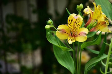 夏の庭のアルストロメリア