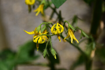 ミニトマトの花とつぼみ