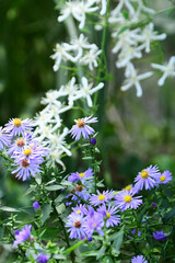 秋の庭のアスターとセンニンソウ