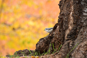 秋の公園のゴジュウカラ