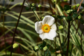白いシュウメイギクの花とつぼみ