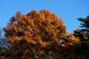 晩秋のカラマツの黄葉