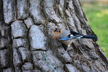 松の木の根元にとまるミヤマカケス
