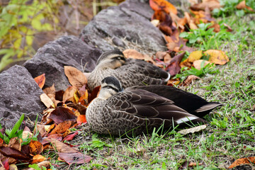 秋の公園のカルガモ
