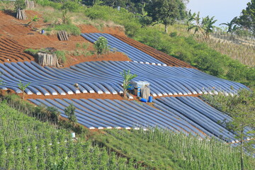 Terraced hillside farm uses plastic mulch tunnels for advanced sustainable crop cultivation in vibrant landscape