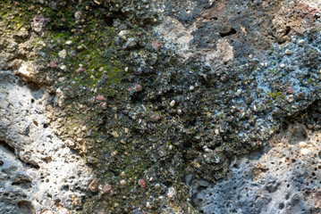 Detailed Closeup of Mossy and Weathered Concrete Wall Texture in Natural Light