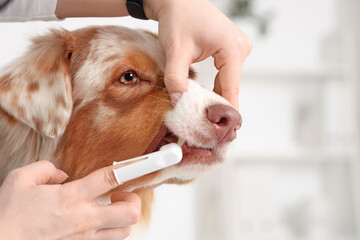 Veterinarian brushing teeth of Australian Shepherd dog in clinic, closeup. Pet Dental Health Month