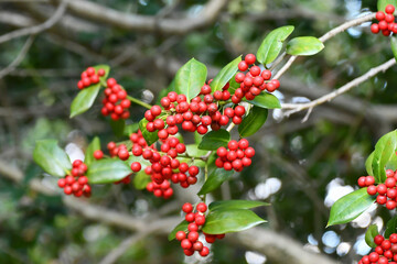 ヤバネヒイラギモチ　Chinese holly