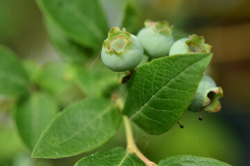 なりたてのブルーベリーのアップ