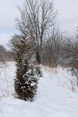 Single eastern red cedar tree in a field with snow on an overcast day in Morton Grove, Illinois