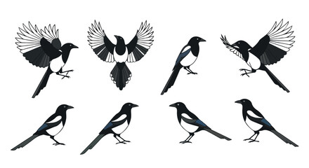 Magpie bird in various poses with transparent background