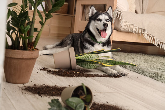 Fototapeta Naughty Husky dog and fallen flowerpot in living room