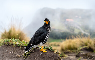 Carunculated Caracara or Curiquingue stands on grassy hill at Teleferico Cruz Loma in Quito, Ecuador. Andean bird of prey poses near Ruku Pichincha volcano on foggy day