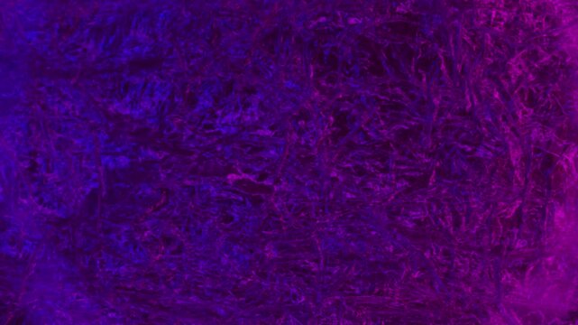 A macro video of liquid color transitioning from deep blue to vibrant red, forming intricate branching patterns that resemble neuronal structures. High-detail abstract fluid reaction 