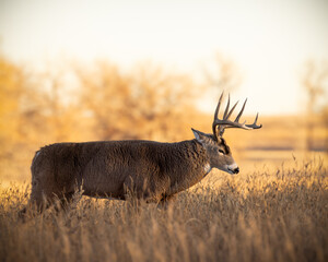 Mature White-tailed deer (odocoileus virginianus) walking broadside in clearing at the Rocky Mountain Arsenal Wildlife Refuge Colorado, USA
