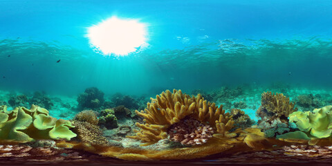 The Underwater World of the with Colored Fish and a Coral Reef. Tropical reef marine. Philippines. Virtual Reality 360.