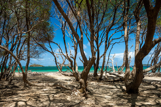 Tropical turquoise Hermitage seascape of Carriacou framed by a tangle of Manchineel tree trunks and branches