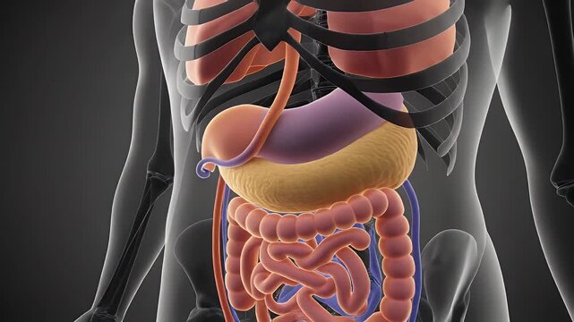 Anatomical 3D illustration of the human digestive system with internal organs clearly visible