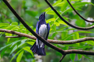 美しいオオルリ（ヒタキ科）
英名学名：Blue and white Flycatcher, Cyanoptila cyanomelana,
山梨県富士吉田市大洞の水場-2025
山中湖の別荘地内にある水場。
崖から美しい清水が湧くポイントで、古くから登山者が水を飲んだり、野鳥が水浴びをしたりする。
