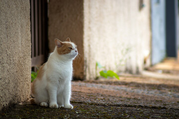 Cute, thoughtful cat © ELIAS