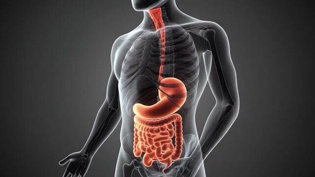 Visualizing the Human Digestive System A Detailed 3D Medical Illustration of Internal Organs Including Esophagus, Stomach, and Intestines