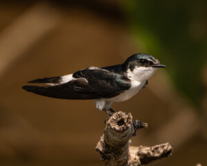 Mangrove Swallow on a Branch in Costa Rica