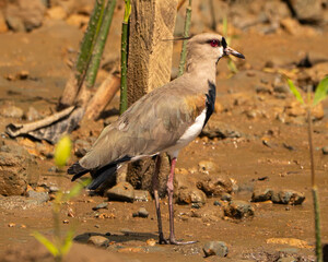 Southern Lapwing on a riverbank of the Sierpe River in Costa Rica