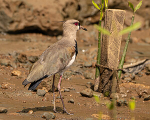 Southern Lapwing on a riverbank of the Sierpe River in Costa Rica