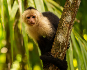 Naklejka premium White-faced capuchin monkey in Costa Rica