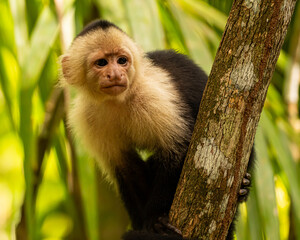 White-faced capuchin monkey in Costa Rica