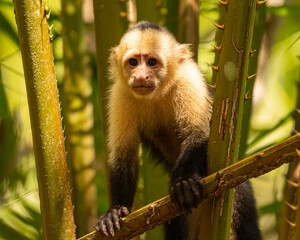 White-faced capuchin monkey in Costa Rica