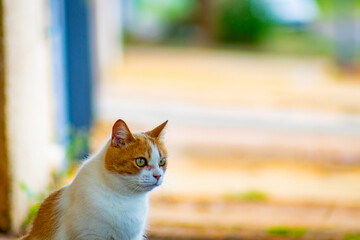 Cute, thoughtful cat © ELIAS