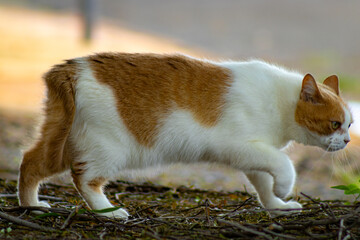 Cute, thoughtful cat