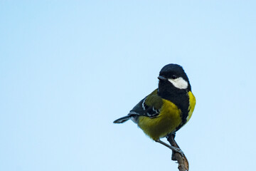 Green-backed Tit perched on dead branch in a remote Himalayan village