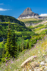 A vertical view of the iconic Clements Mountain in Glacier National Park, Montana. Purple wildflowers and pine trees are in the foreground under a clear blue sky. Represents alpine nature and travel